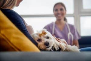 Lethargy for pets and people can be a symptom of gas leaks in homes