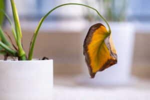 Yellow, wilting plants can be a sign of a gas leak in a home